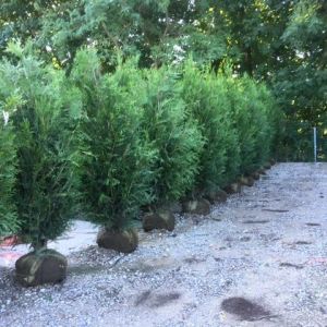 Thuja plicata ‘Virescens’ – Western Red Cedar – Platycladus – Arborvitae – Red   Cedar  – White Cedar – get a quote