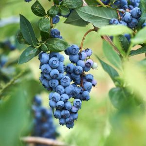 Vaccinium – Blueberry – Cranberry – Huckleberry – Chippewa Highbush get a quote