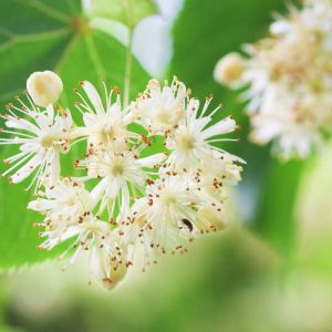Tilia americana ‘Redmond’ – Tilia x euchlora ‘Redmond’ – American linden get a quote