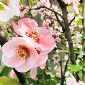 Chaenomeles cathayensis – Flowering Quince – get a quote