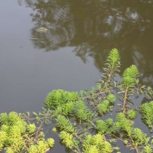 Myriophyllum aquaticum – Myriophyllum brasiliense – Myriophyllum proserpinacoides – Diamond Milfoil – Parrot Feather – Milfoil – get a quote