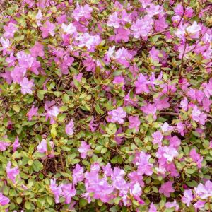 Rhododendron ‘Pink and Sweet’ – Azaleas – get a quote