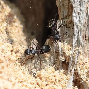 Carpenter Ants – Campootus spp. get a quote