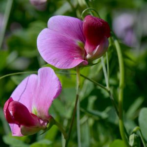 Lathyrus grandiflorus – Everlasting Pea get a quote