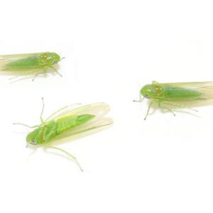 Potato Leafhopper – Empoasca fabae get a quote