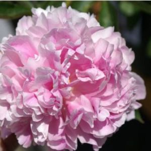 Peony ‘Mons Jules Elie’  – Paeonies get a quote