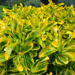 Euonymus – Euonymus aureomarginatus get a quote