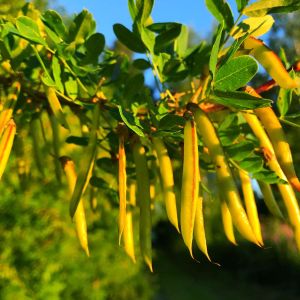 Caragana arborescens – Siberian Pea Tree – Siberian Pea Shrub – Peashrub – get a quote