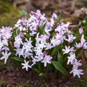 Chionodoxa forbesii ‘Pink Giant’ – Chionodoxa luciliae of gardens – Chionodoxa sichei ‘Pink Giant’ – Chionodoxa tmolusi ‘Pink Giant’ – Glory of the Snow – get a quote