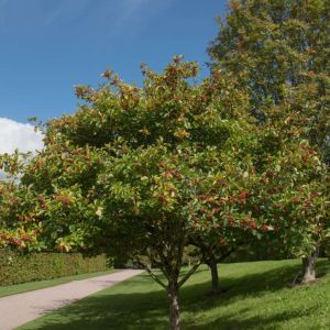 Crataegus persimilis ‘Prunifolia’ – Crataegus x prunifolia – Crataegus crus-galli var. prunifolia – Cockspur Hawthorn — Hawthorn – May – get a quote