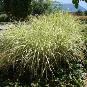 Miscanthus sinensis ‘Variegatus’  – Eulalia Grass get a quote