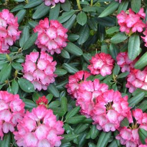 Rhododendron ‘Fantastica’  – Azaleas – get a quote