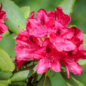 Rhododendron ‘Nova Zembla’ – Azaleas – get a quote