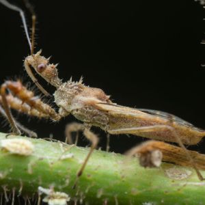 Spined Assassin Bugs – Sinea diadema get a quote