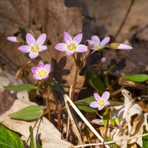 Claytonia caroliniana – Carolina Spring Beauty – Spring Beauty – get a quote