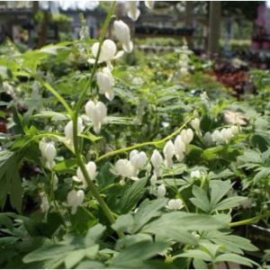 Dicentra spectabilis f. alba – Bleeding Heart – Lyre Flower – Bleeding Heart – get a quote