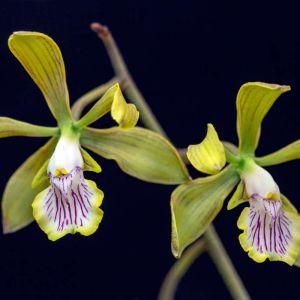 Encyclia – Orchid get a quote