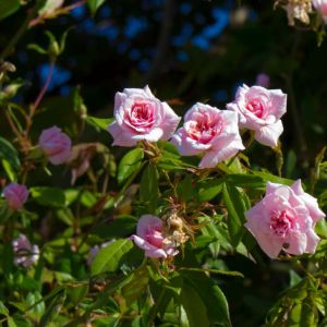 Rosa ‘Cecile Brunner’ – Rose ‘Mignon’ – Rose ‘Sweetheart Rose’ -Rose ‘Cecile Brunner’ – Rosa ‘Mignon’ – Rosa ‘Sweetheart Rose’   – get a quote