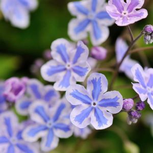 Omphalodes cappadocica ‘Starry Eyes’ – Navelwort – get a quote