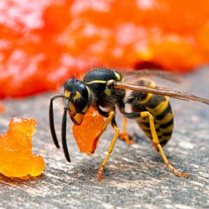 Western Yellow Jackets  – Vespula pensylvanica get a quote