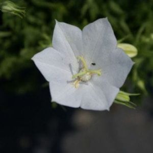 Campanula ‘White Chips’ – White chips bellflower – get a quote