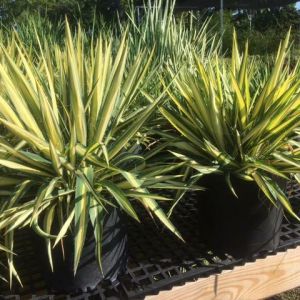 Yucca variegated – Yucca filamentosa – Adam’s Needle – Adam’s Neddle-and-Thread get a quote
