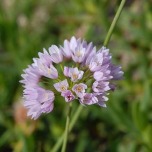 Allium roseum – Rosy Garlic – Onion get a quote