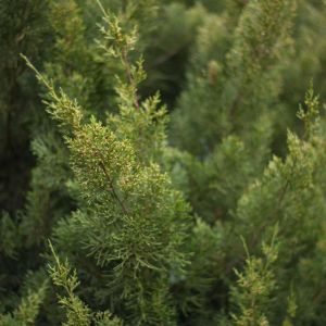 Juniperus chinensis ‘Obelisk’ – Chinese Juniper – Sabina – Juniper get a quote