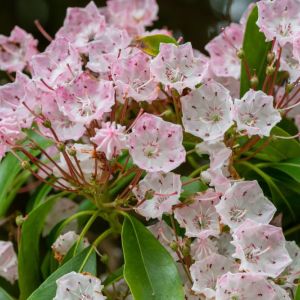 Kalmia latifolia ‘Elf’ – Calico Bush – Mountain Laurel – get a quote