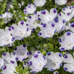 Nemophila maculata – Five Spot – get a quote