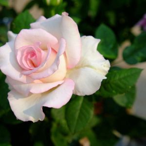 Rosa ‘Moonstone’ – Rose ‘Cadillac DeVille’ – Ros ‘Moonstone’ – Rosa ‘Cadillac DeVille’ – get a quote