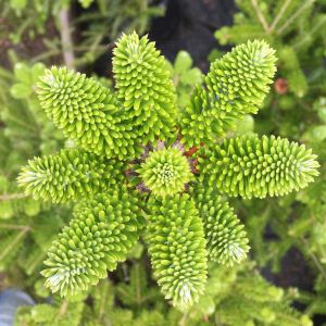 Abies fraseri – get a quote