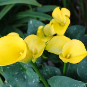 Zantedeschia elliottiana – Golden Calla – Yellow Calla – Golden Arum Lily – Calla Lily – Arum Lily – Pig Lily get a quote