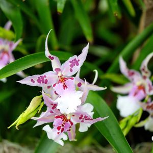 Aliceara Orchid get a quote