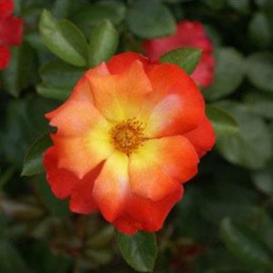 Rosa ‘Playboy’ – Rose ‘Playboy’ get a quote