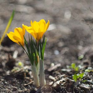 Crocus vernus ‘Yellow Mammouth’ – bulb get a quote