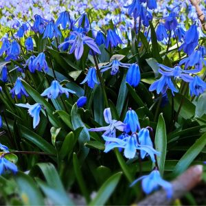 Scilla siberica – Squill – Bluebel – bulbs get a quote