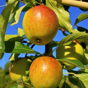 Apple – Cox Orange Pippin Apple tree – Malus get a quote