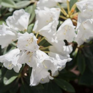 Rhododendron pachysanthum – Azaleas – get a quote