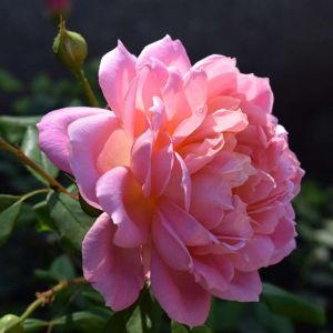 Rosa ‘Love and Peace’ – Rose ‘Love and Peace’ get a quote