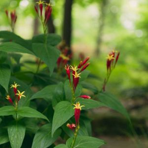 Spigelia marilandica – Indian Pink – Maryland Pinkroot – Pink Root – Worm Grass – get a quote