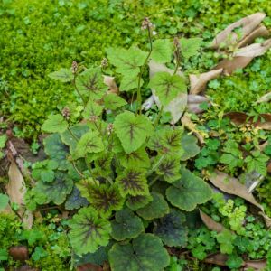 Tiarella polyphylla – Foamflower – get a quote