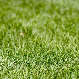 Cynodon dactylon – Common Bermudagrass get a quote