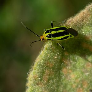 Fourlined Plant Bug – Poecilocapsus lineatus get a quote