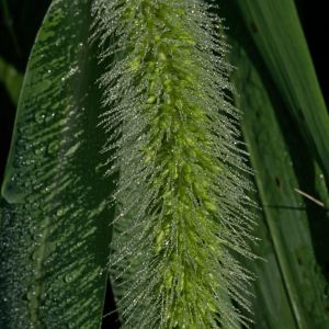 Alopecurus lanathus – Woolly Foxtail grass – Foxtail Grass get a quote