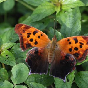 Question Mark Butterfly – Polygonia interrogationis get a quote