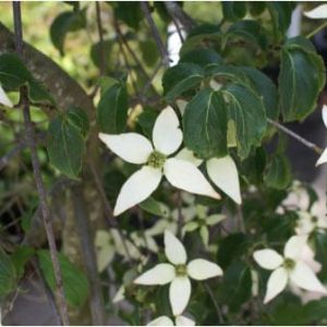 Cornus ‘Eliz Lustgarden’ – Dogwood ‘Elizabeth Lustgarden’ – get a quote