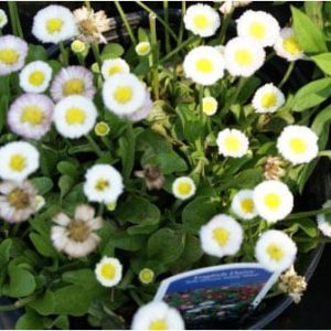 English Daisy – Bellis perennis ‘Galaxy mix’ get a quote