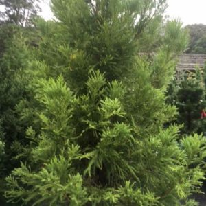 Cryptomeria – Japanese cryptomeria ‘yoshino’ get a quote