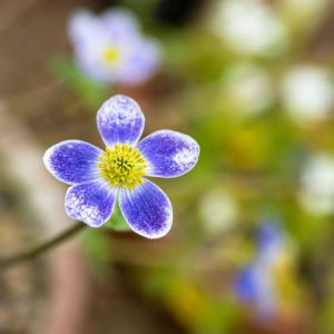 Anemone obtusiloba – Windflower get a quote
